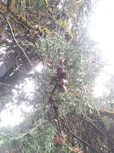 Foto de Cipreste português