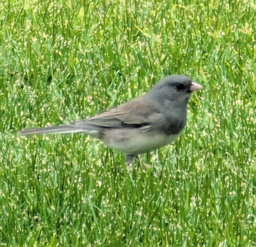 Dark-eyed Junco photographed in Georgia