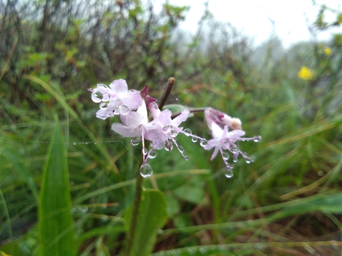 Nardostachys grandiflora