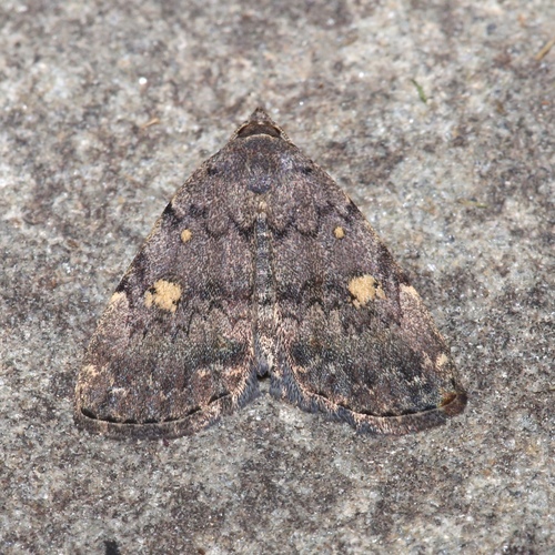Common Idia Moth photo 3