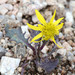 Dandelion Ragwort - Photo (c) Don Loarie, some rights reserved (CC BY)