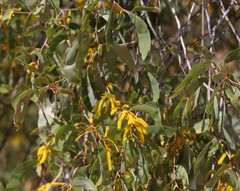 Acacia tumida