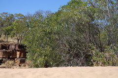 Acacia tumida