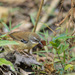 Northern White-browed Scrubwren - Photo (c) David de Groot, some rights reserved (CC BY-NC), uploaded by David de Groot