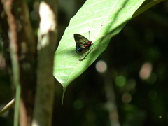 Atlides polybe