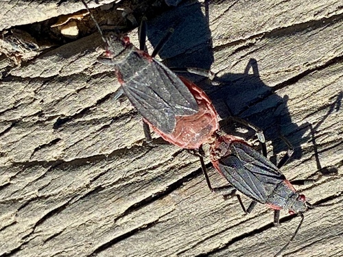 iNaturalist observation photo of Red-shouldered Bug