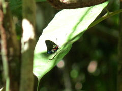 Atlides polybe