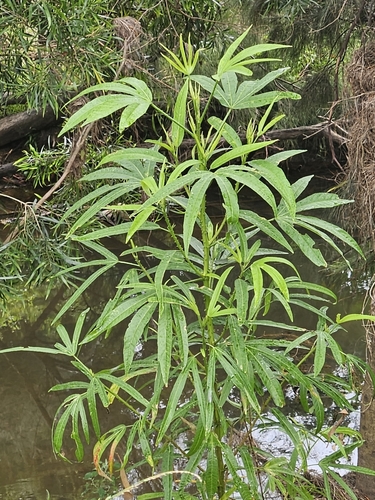 Foto de Vinagreira