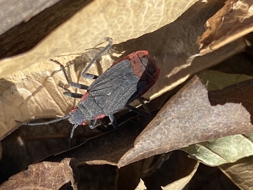 iNaturalist observation photo of Red-shouldered Bug