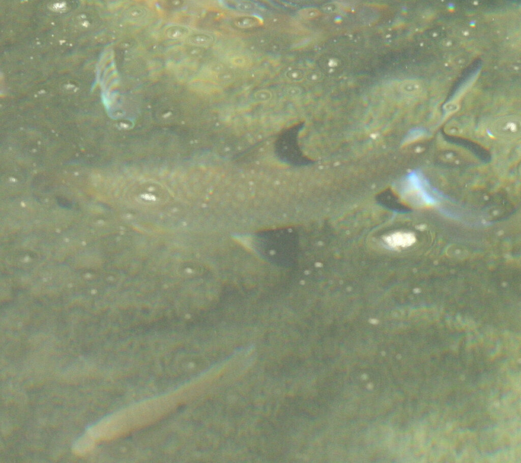 Bala shark (Balantiocheilos melanopterus) — Cyprinidae
