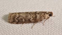 Dioryctria simplicella