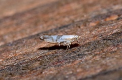 Argyresthia oreasella