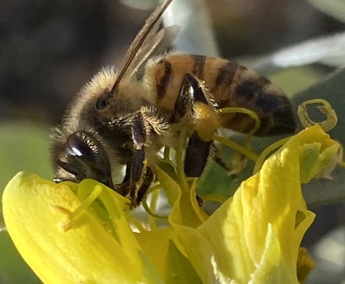 iNaturalist observation photo of Western Honey Bee