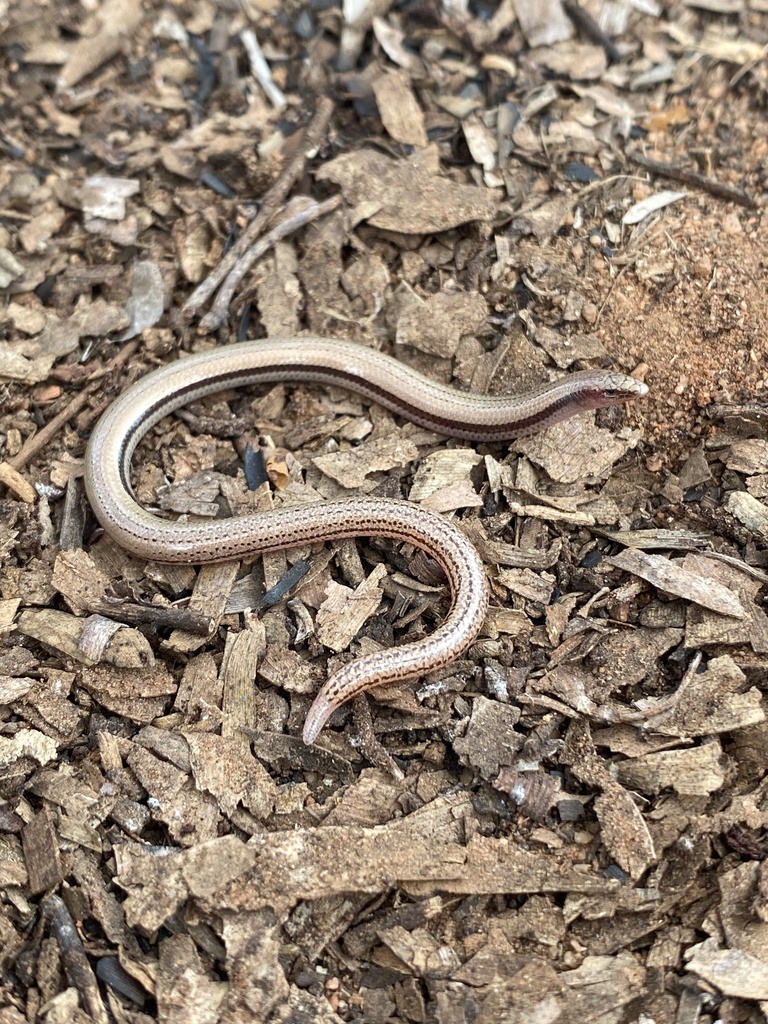 Mount Cooper Striped Lerista
