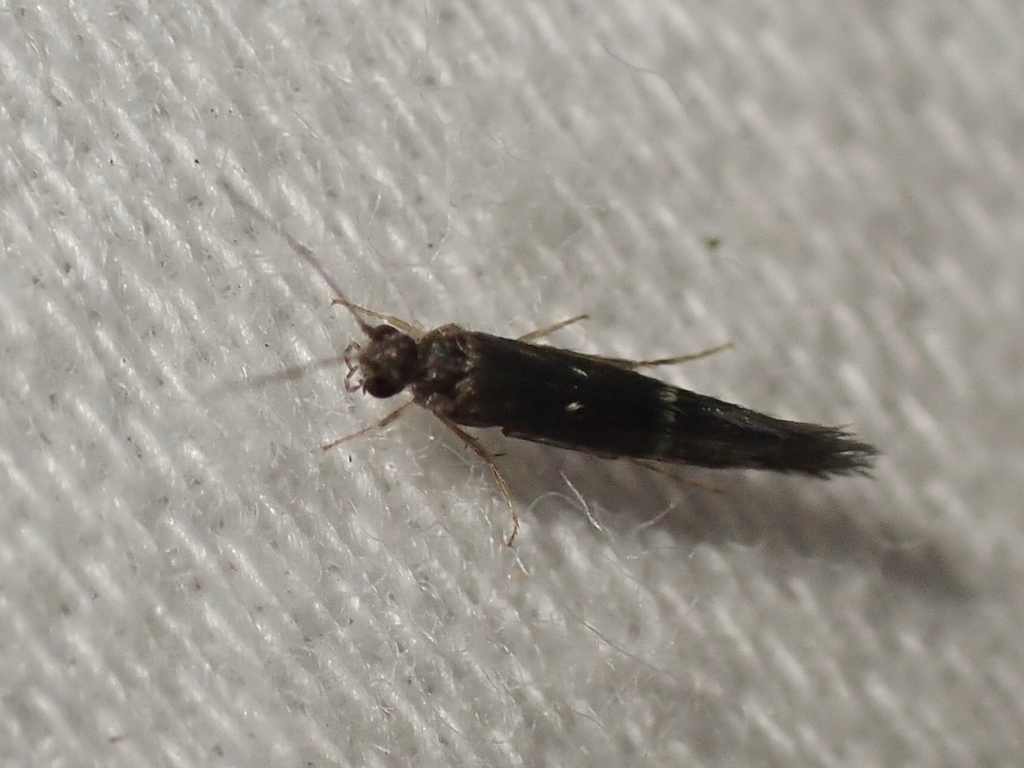 Protoptila tenebrosa