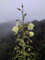 Meconopsis paniculata