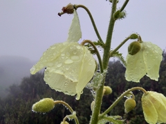 Meconopsis paniculata