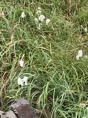 Eriophorum scheuchzeri