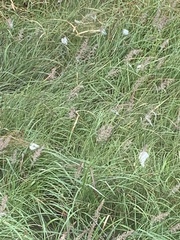 Eriophorum scheuchzeri