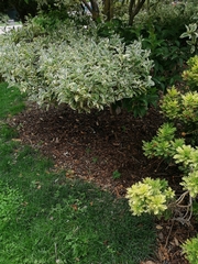 Ligustrum japonicum