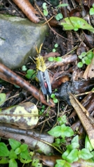 Taeniopoda tamaulipensis