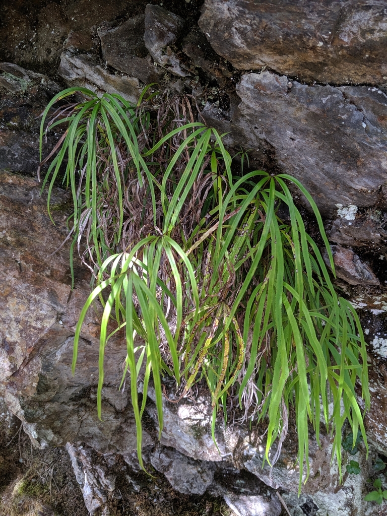 Pteris dactylina