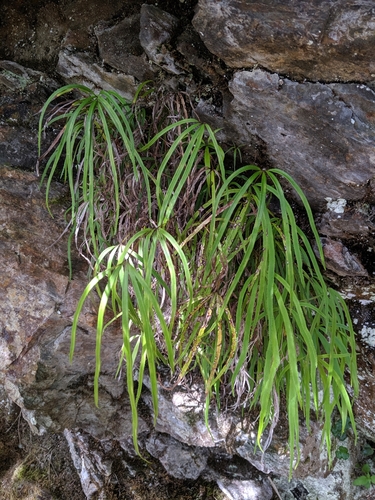 Pteris dactylina, photograph 6
