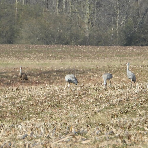Sandhill Crane photographed in Alabama