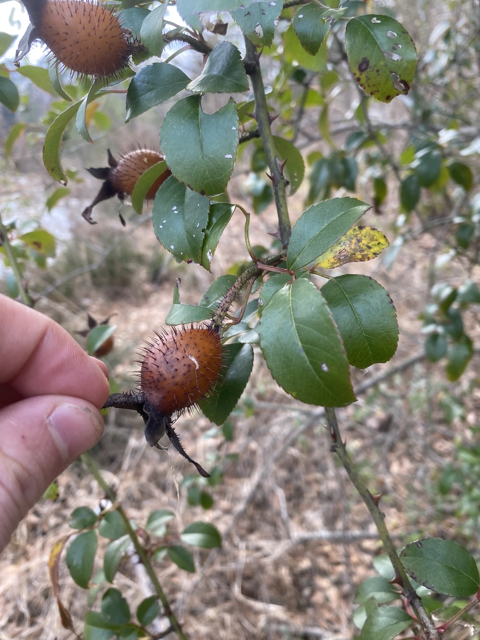 Imagem de Rosa-do-campo
