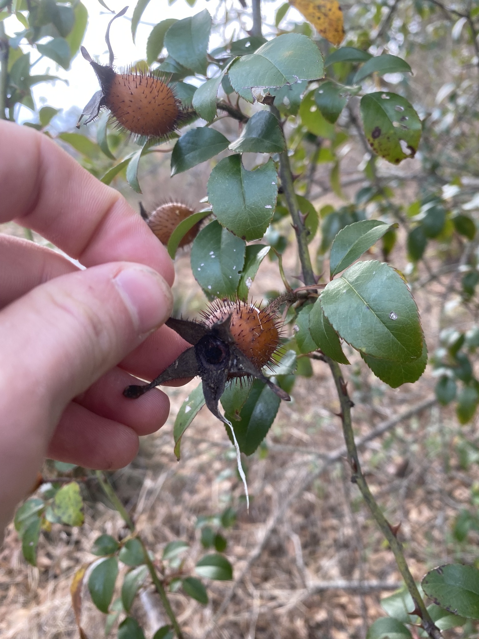 Imagem de Rosa-do-campo
