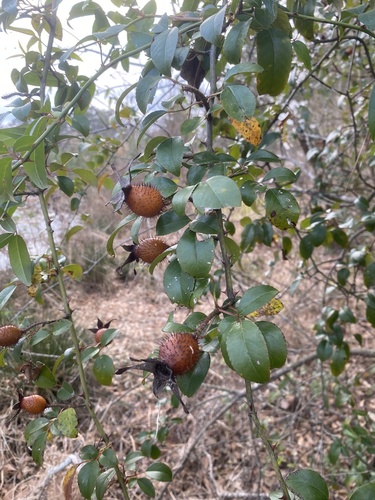 Foto de Rosa-do-campo