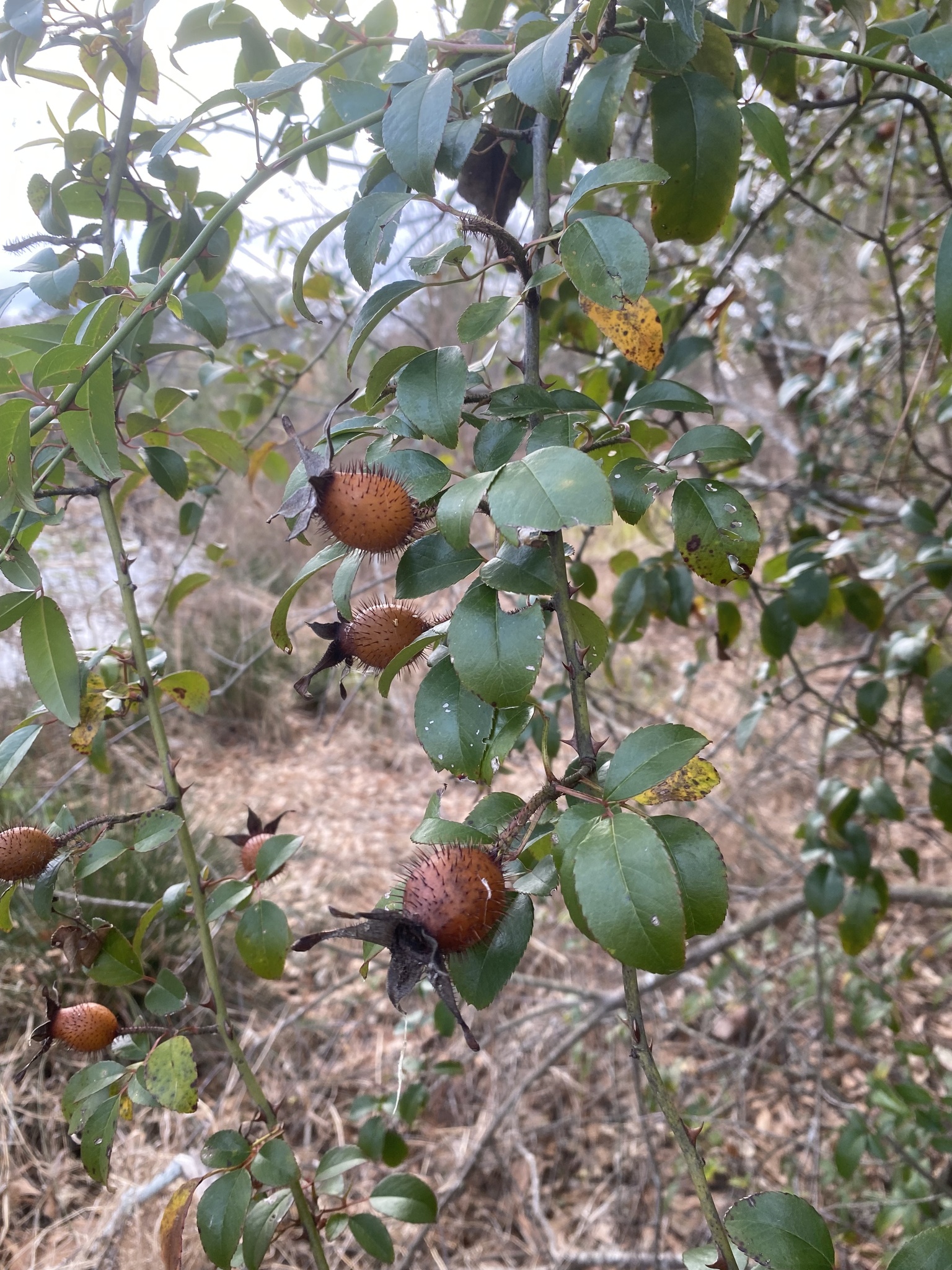 Imagem de Rosa-do-campo
