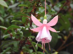 Ceropegia trichantha