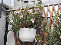 Ceropegia trichantha