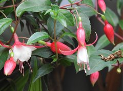 Ceropegia trichantha