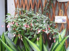 Ceropegia trichantha