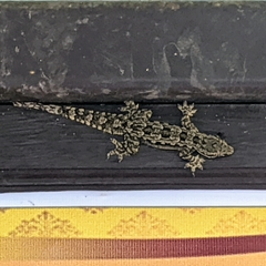 Hemidactylus platyurus