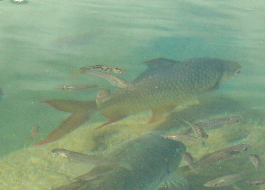 Tinfoil barb (Barbonymus schwanenfeldii) — Cyprinidae