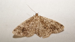 Deileptenia ribeata