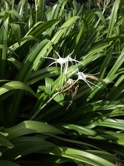 Hymenocallis speciosa