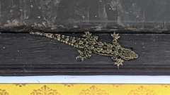 Hemidactylus platyurus