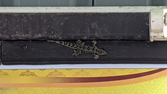 Hemidactylus platyurus