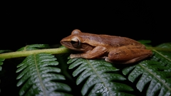 Polypedates leucomystax