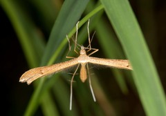 Stenoptilia pterodactyla