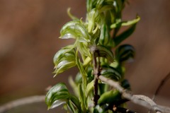 Pterostylis vittata