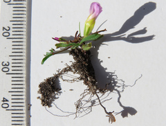 Oxalis pusilla