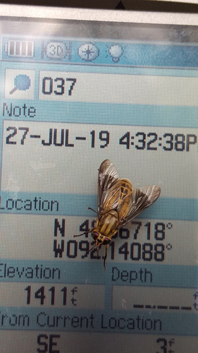 Striated Deer Fly photo 4
