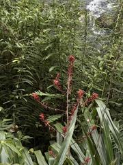Pitcairnia lehmannii, photograph (c) Nicolás Baresch Uribe, some rights reserved (CC BY)