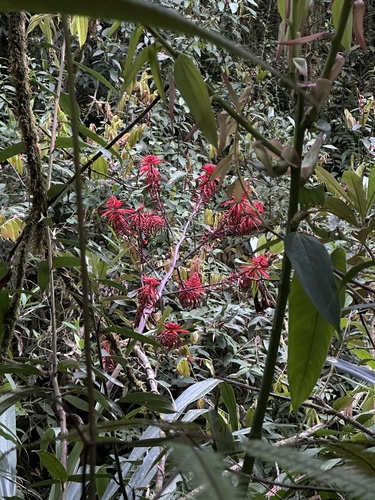 Pitcairnia lehmannii, photograph 3