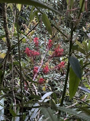 Pitcairnia lehmannii, photograph (c) Nicolás Baresch Uribe, some rights reserved (CC BY)